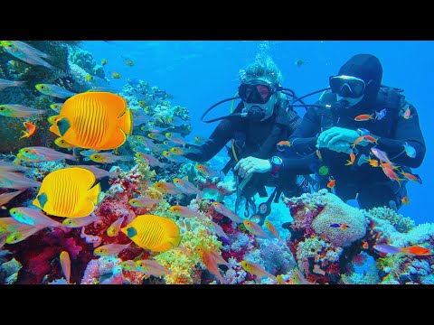 Alien Reefs [Coral Documentary] | Wild Things