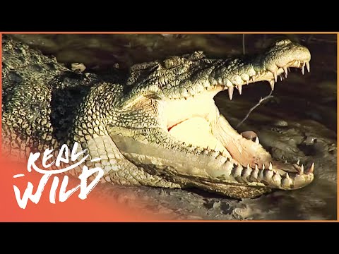 Crocodile Island [Australian Crocodile Documentary] | Wild Things
